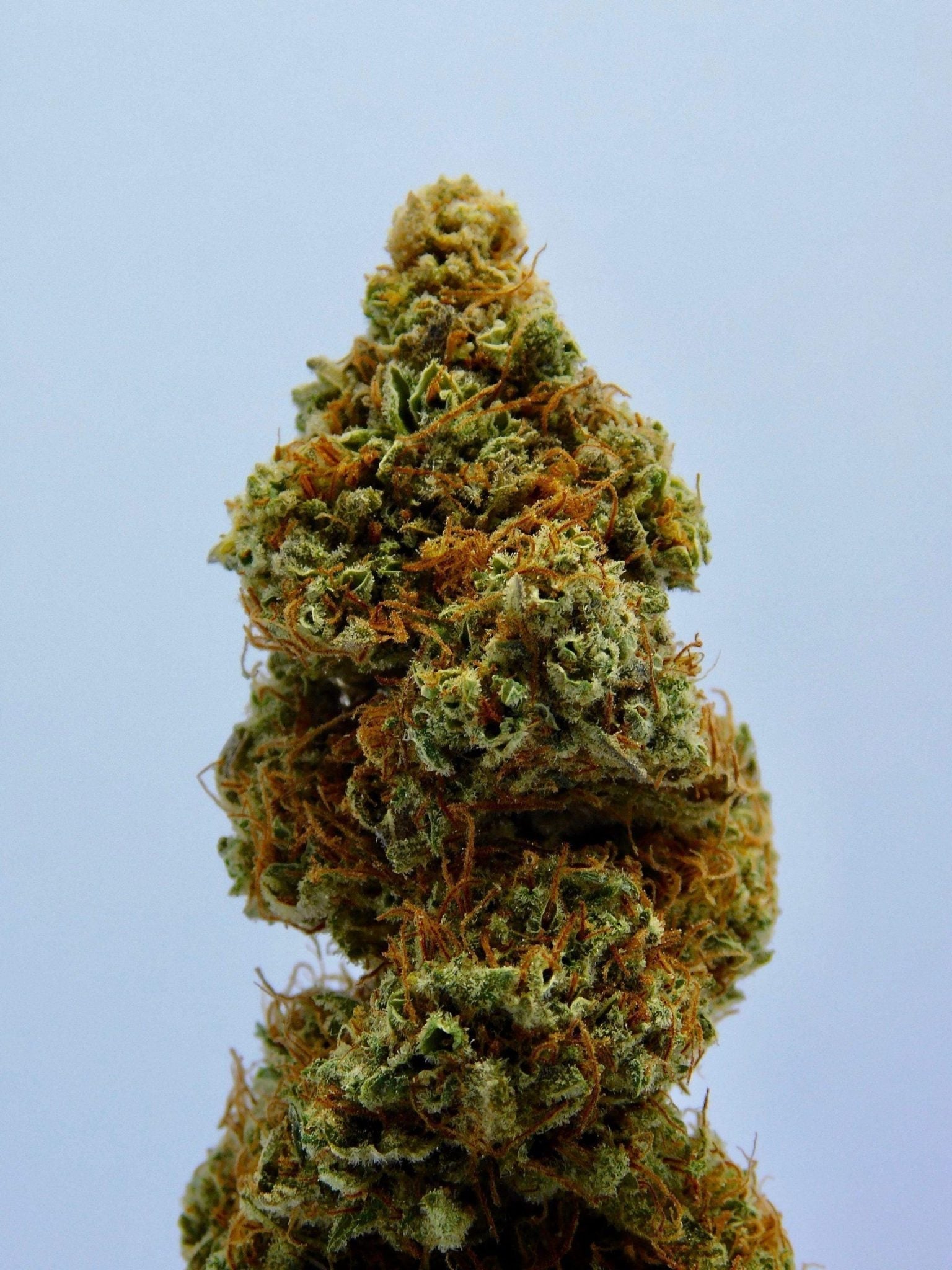 Colitis Ulcerosa|CBD bei Colitis Ulcerosa