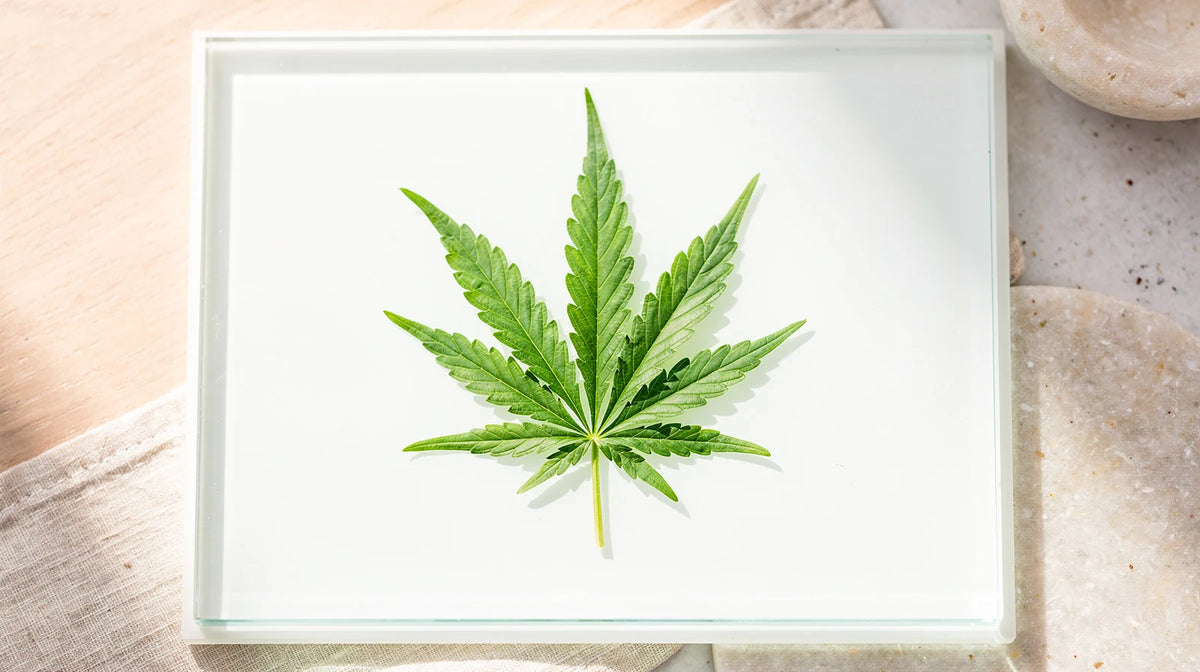 Was ist THCA: Hanfblatt zwischen zwei Glasplatten auf einem hellen Tisch